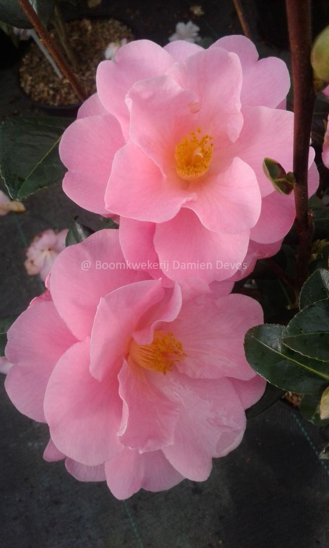 Camellia 'Nicky Crisp'