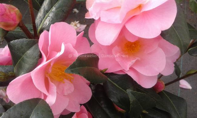 Camellia 'Nicky Crisp'