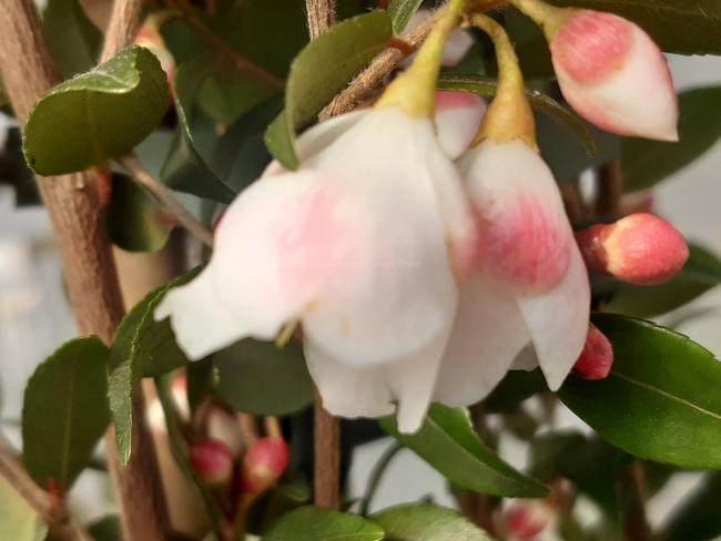 Camellia rosthoriana 'Cupido' ®