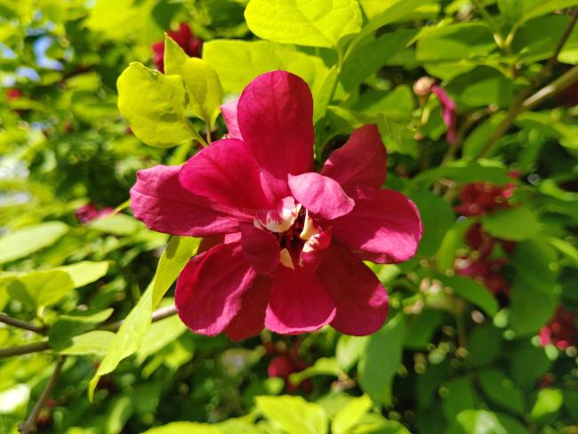 Calycanthus raulstonii 'Hartlage Wine'