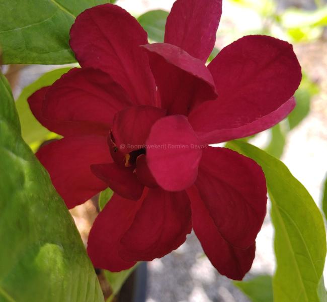 Calycanthus raulstonii 'Hartlage Wine'