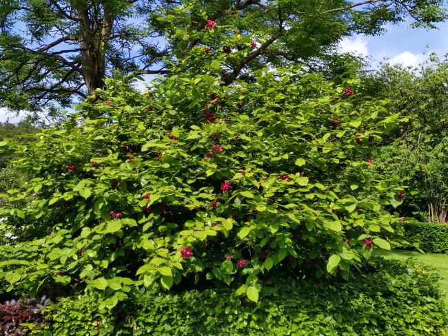 Calycanthus raulstonii 'Hartlage Wine'