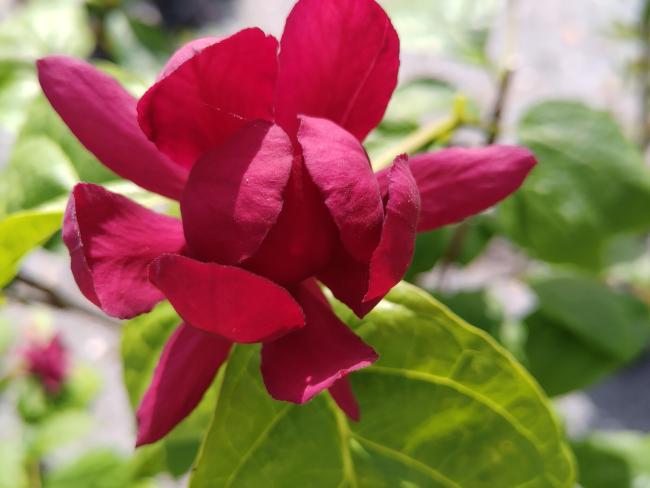 Calycanthus raulstonii 'Hartlage Wine'