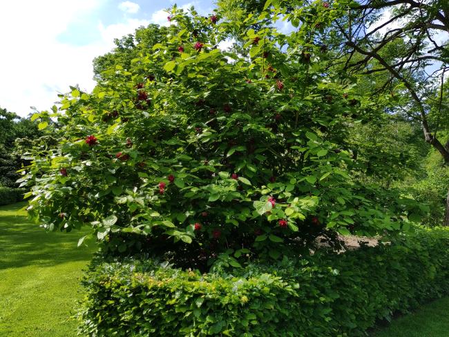 Calycanthus raulstonii 'Hartlage Wine'