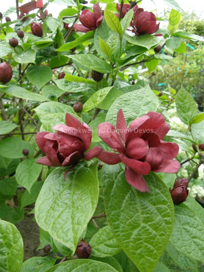 Calycanthus raulstonii 'Hartlage Wine'