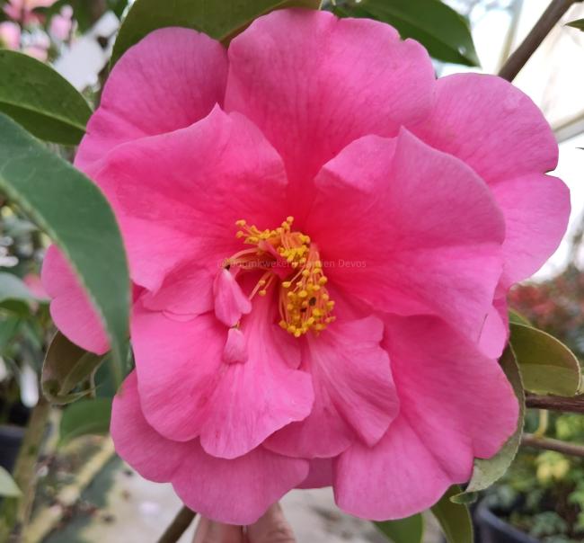 Camellia reticulata 'Valley Knudsen'