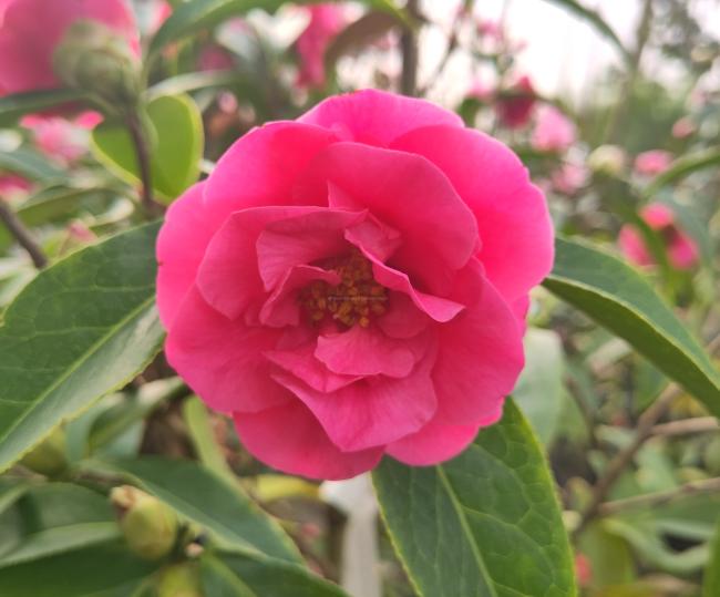 Camellia reticulata 'Valley Knudsen'