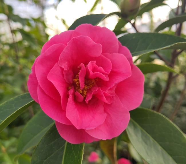 Camellia reticulata 'Valley Knudsen'