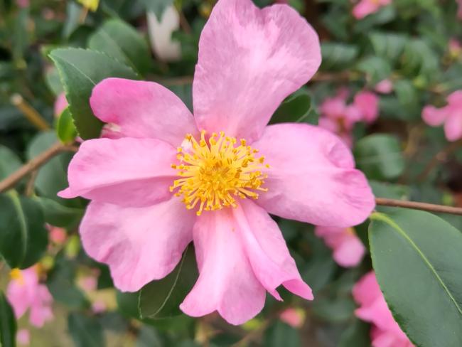 Camellia sasanqua 'Cleopatra'