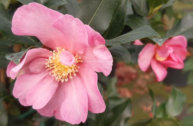 Camellia sasanqua 'Cleopatra'