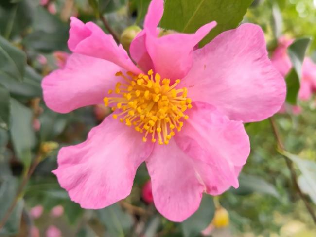 Camellia sasanqua 'Cleopatra'
