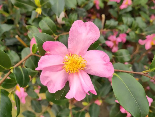 Camellia sasanqua 'Cleopatra'