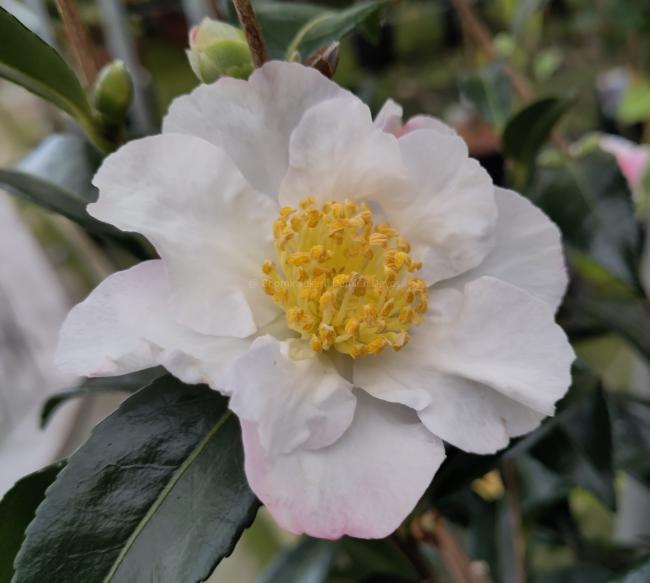 Camellia sasanqua 'Hino De Gumo'