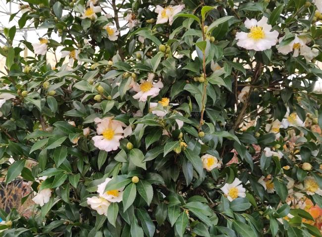 Camellia sasanqua 'Hino De Gumo'