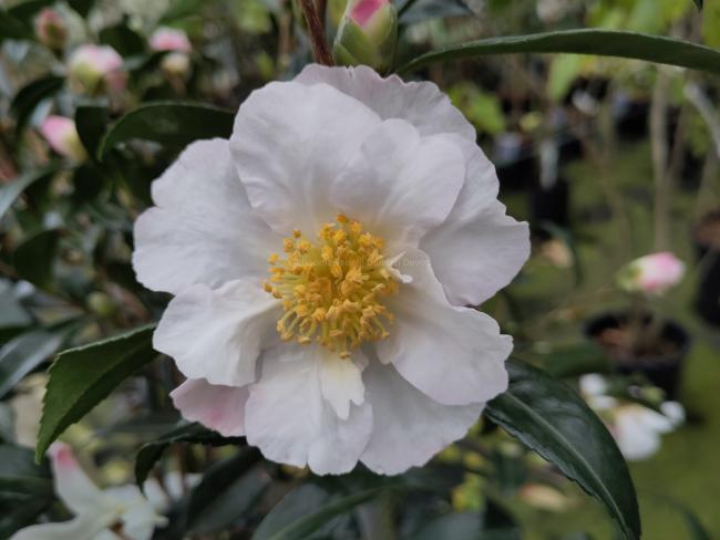 Camellia sasanqua 'Hino De Gumo'