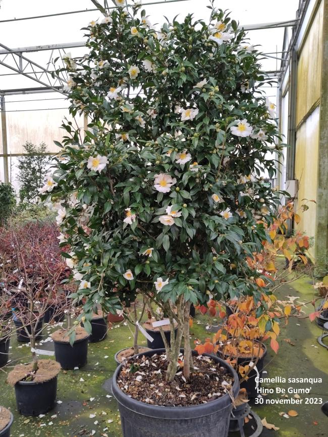 Camellia sasanqua 'Hino De Gumo'