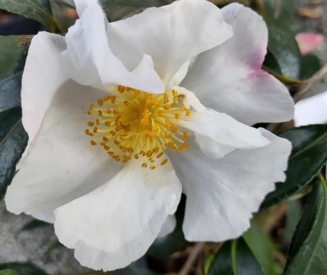 Camellia sasanqua 'Hino De Gumo'