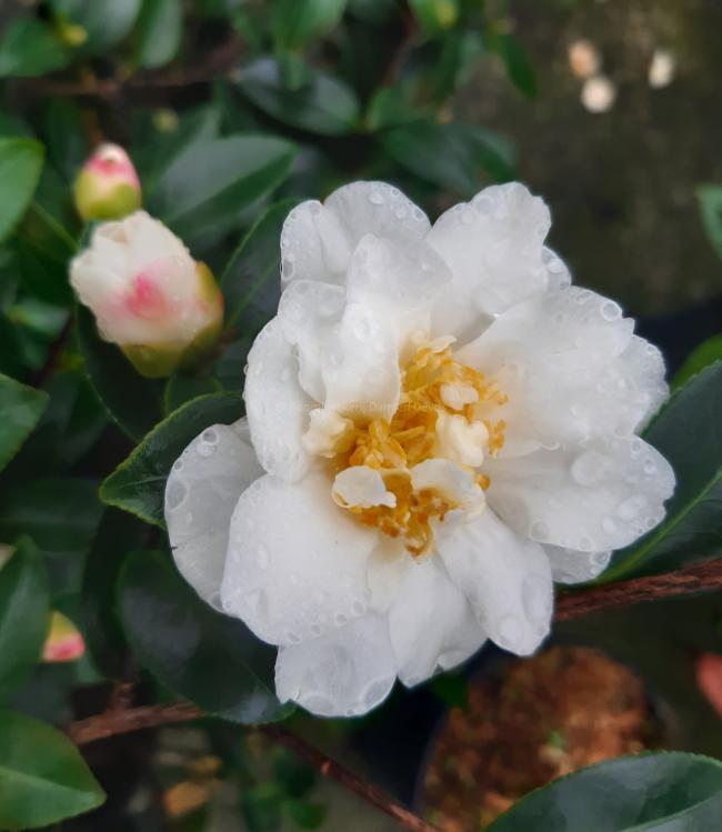 Camellia sasanqua 'Hina Yuki'