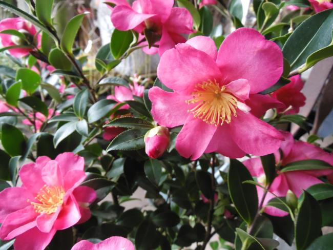 Camellia sasanqua 'Kanjiro'