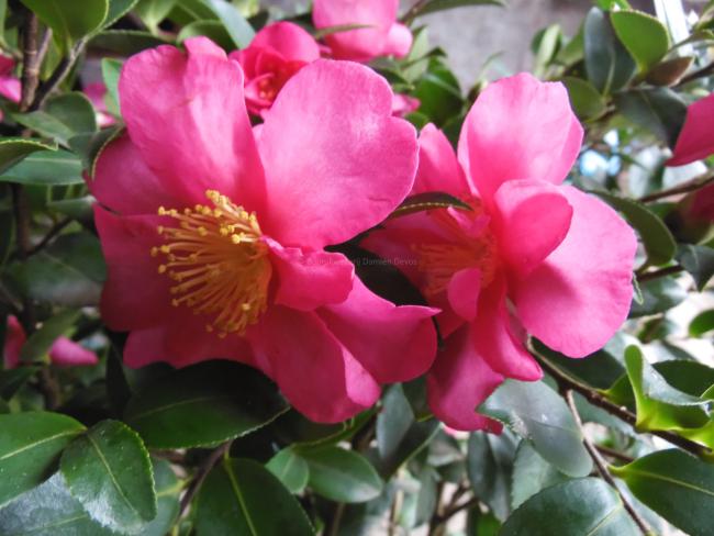 Camellia sasanqua 'Kanjiro'