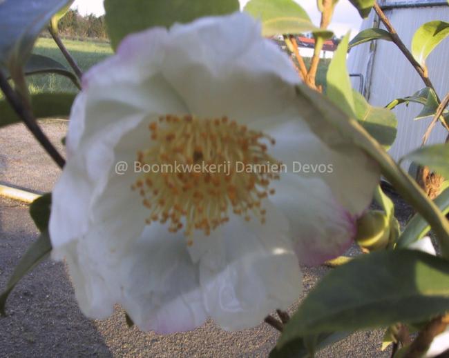 Camellia sasanqua 'Narumi-gata'