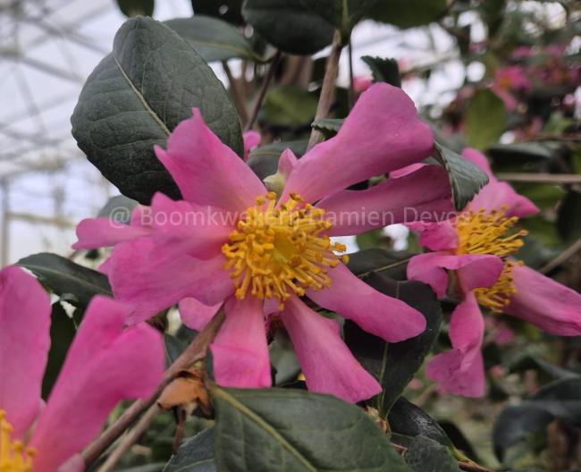 Camellia sasanqua 'Tasutagawa'