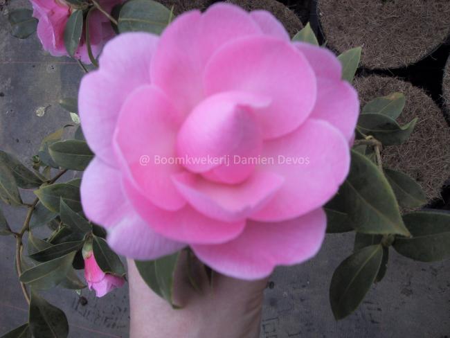 Camellia williamsii 'Donation' (x)