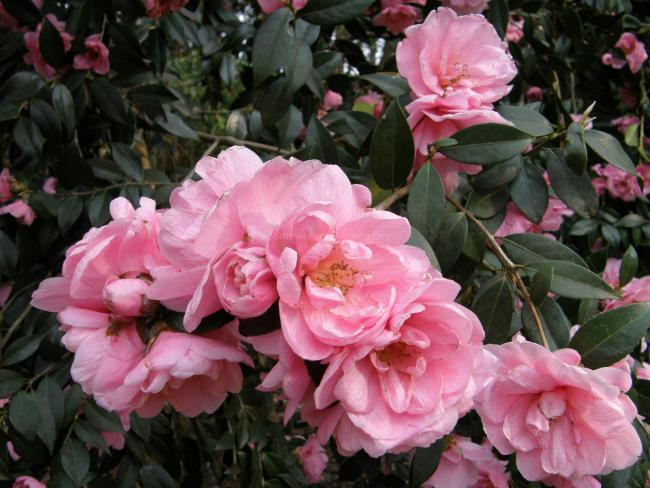 Camellia williamsii 'Donation' (x)