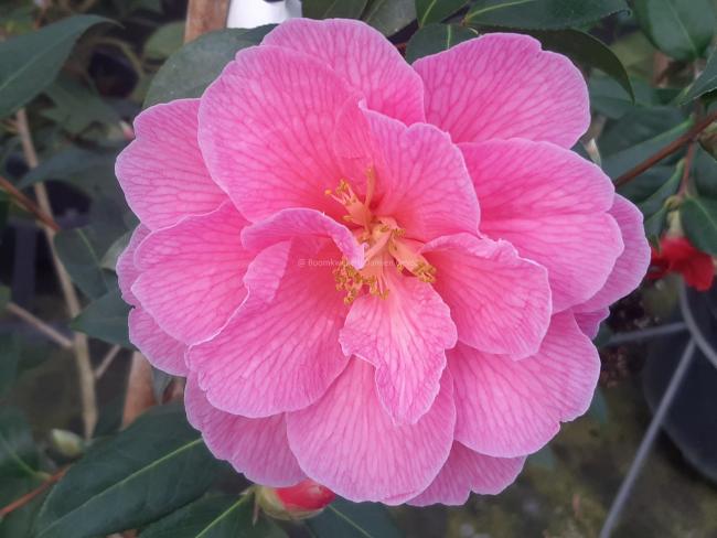 Camellia williamsii 'Donation' (x)