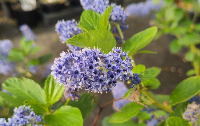 Ceanothus arboreus 'Trewithen Blue'