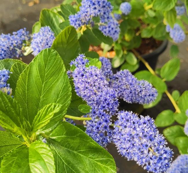 Ceanothus arboreus 'Trewithen Blue'