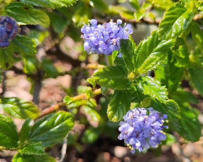 Ceanothus 'Blue Mound'