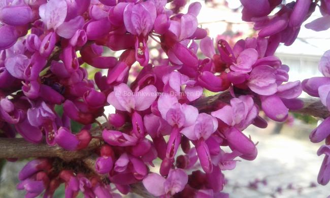 Cercis chinensis 'Avondale'