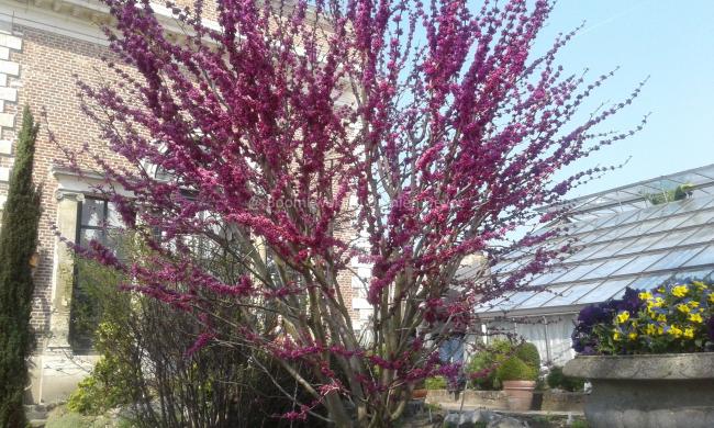 Cercis chinensis 'Avondale'