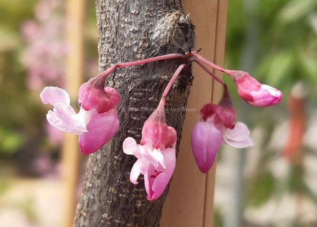 Cercis canadensis 'Carolina Sweetheart'