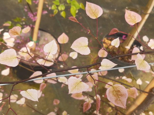 Cercis canadensis 'Carolina Sweetheart'