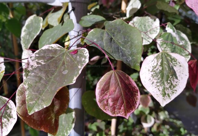 Cercis canadensis 'Carolina Sweetheart'