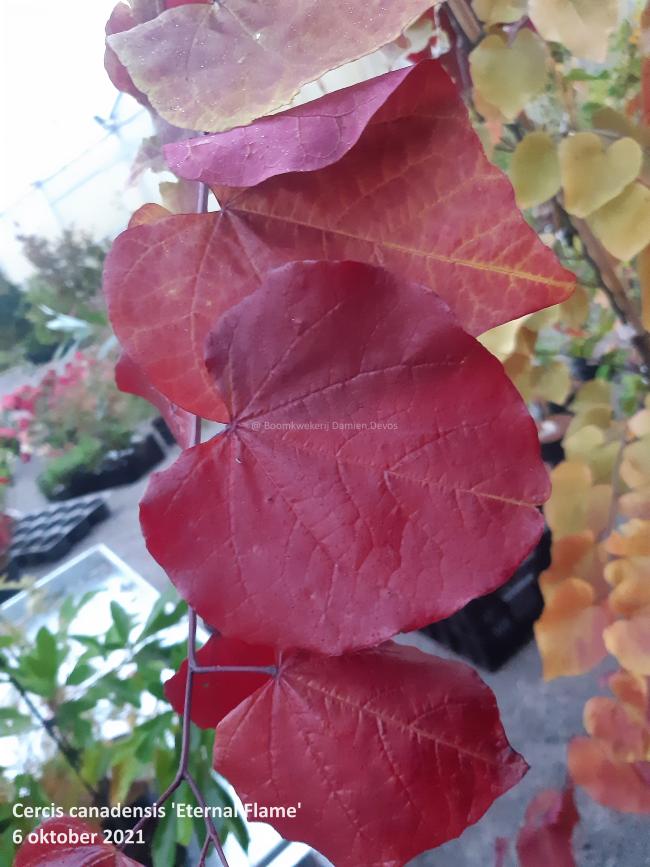 Cercis canadensis 'Eternal Flame'