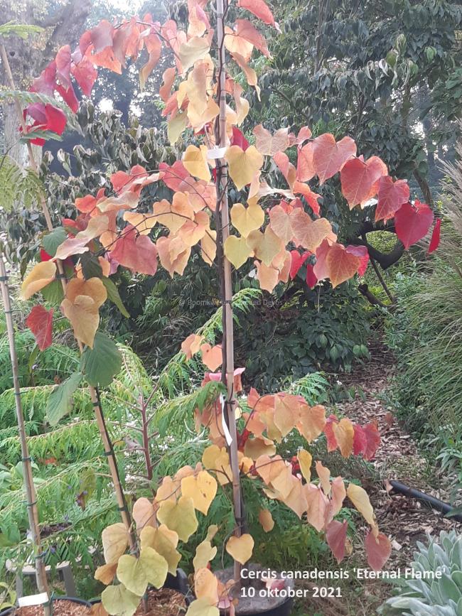 Cercis canadensis 'Eternal Flame'