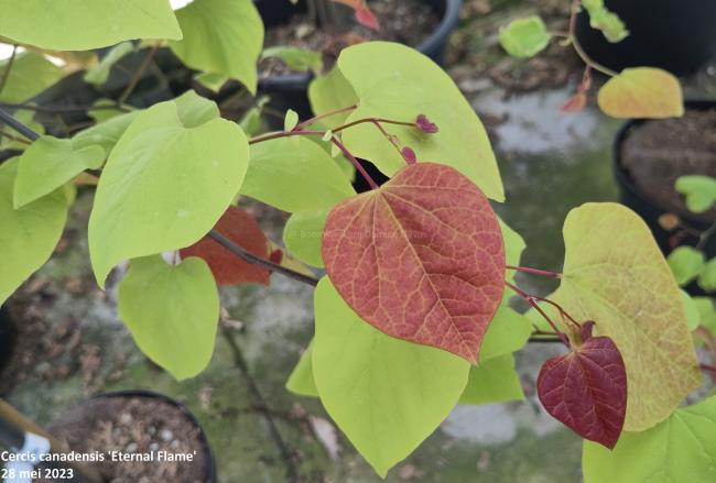 Cercis canadensis 'Eternal Flame'