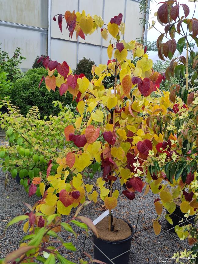 Cercis canadensis 'Eternal Flame'