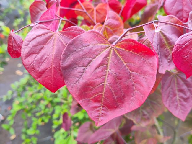 Cercis canadensis 'Forest Pansy'