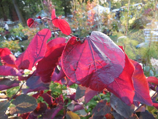 Cercis canadensis 'Forest Pansy'