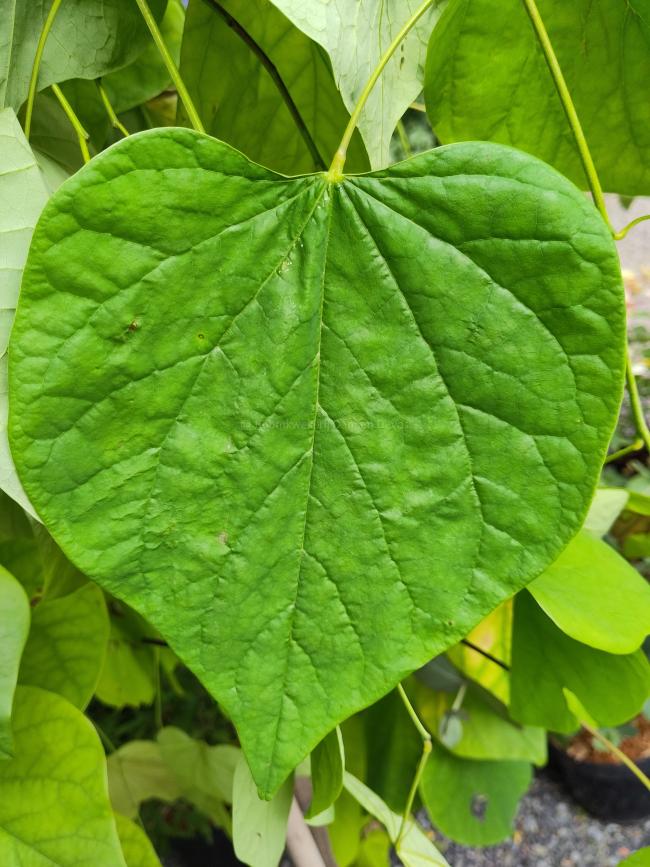 Cercis canadensis 'Golden Falls' ®