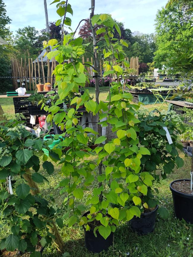 Cercis canadensis 'Golden Falls' ®