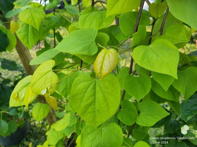 Cercis canadensis 'Golden Falls' ®