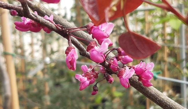 Cercis canadensis 'Merlot'