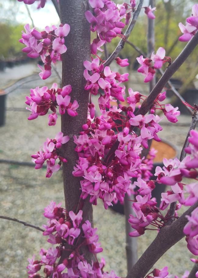 Cercis canadensis 'Red Force'®