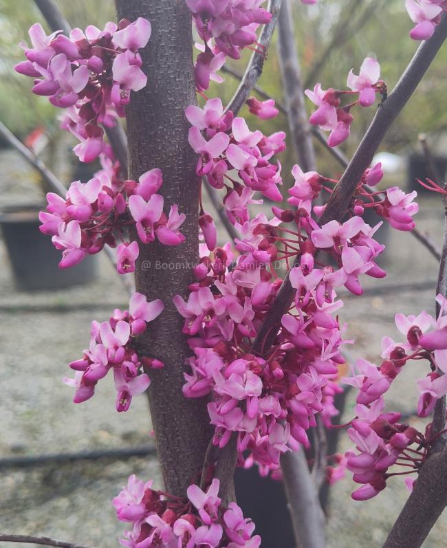 Cercis canadensis 'Red Force'®