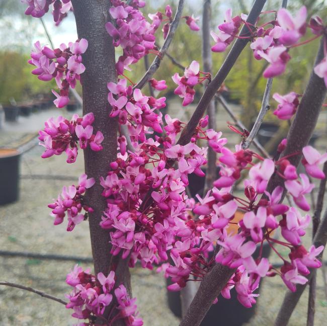 Cercis canadensis 'Red Force'®